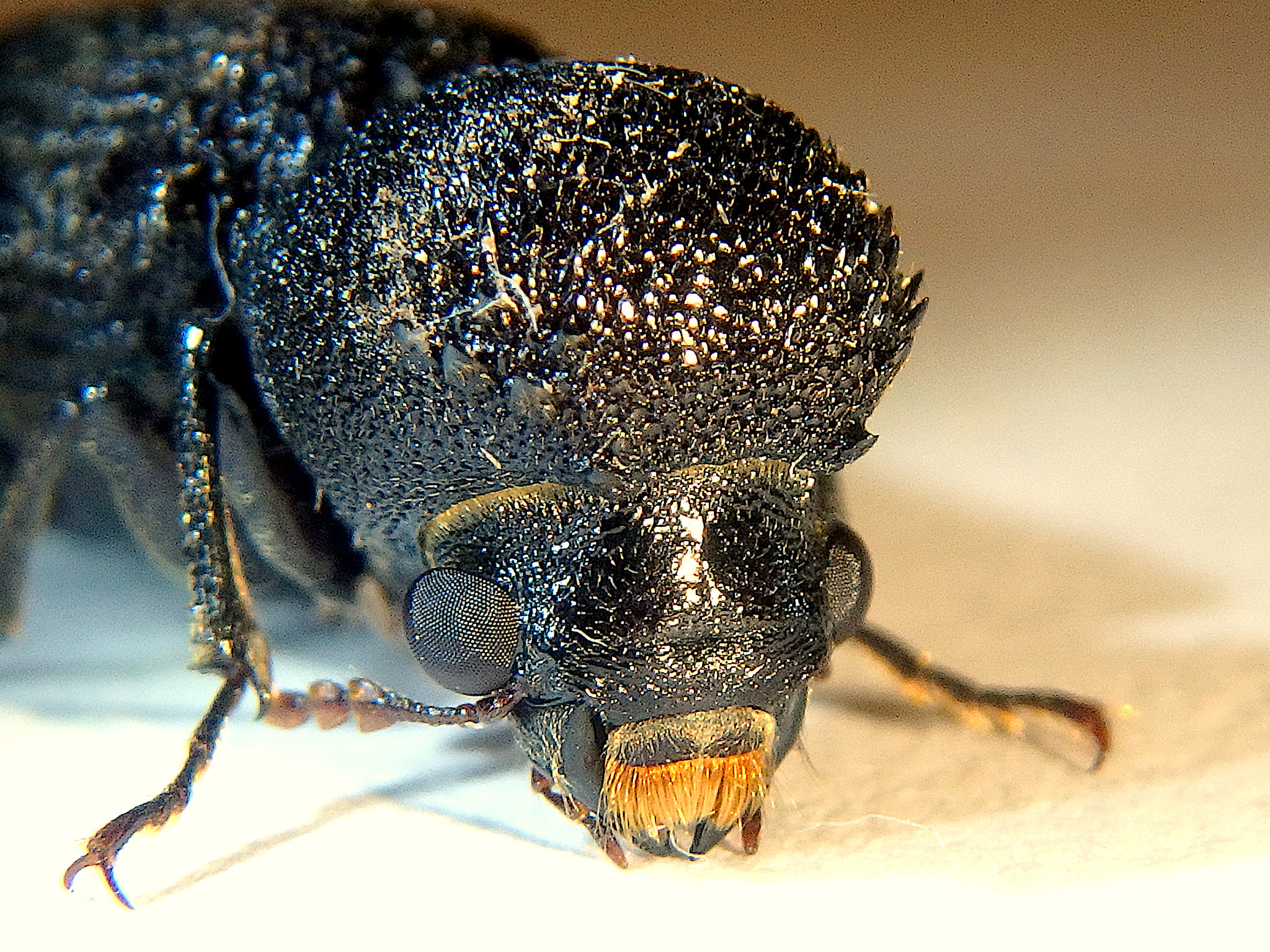 Bostrychopsis jesuita