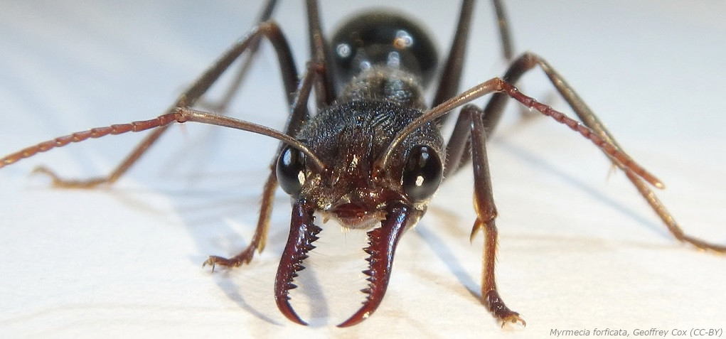 Myrmecia forficata