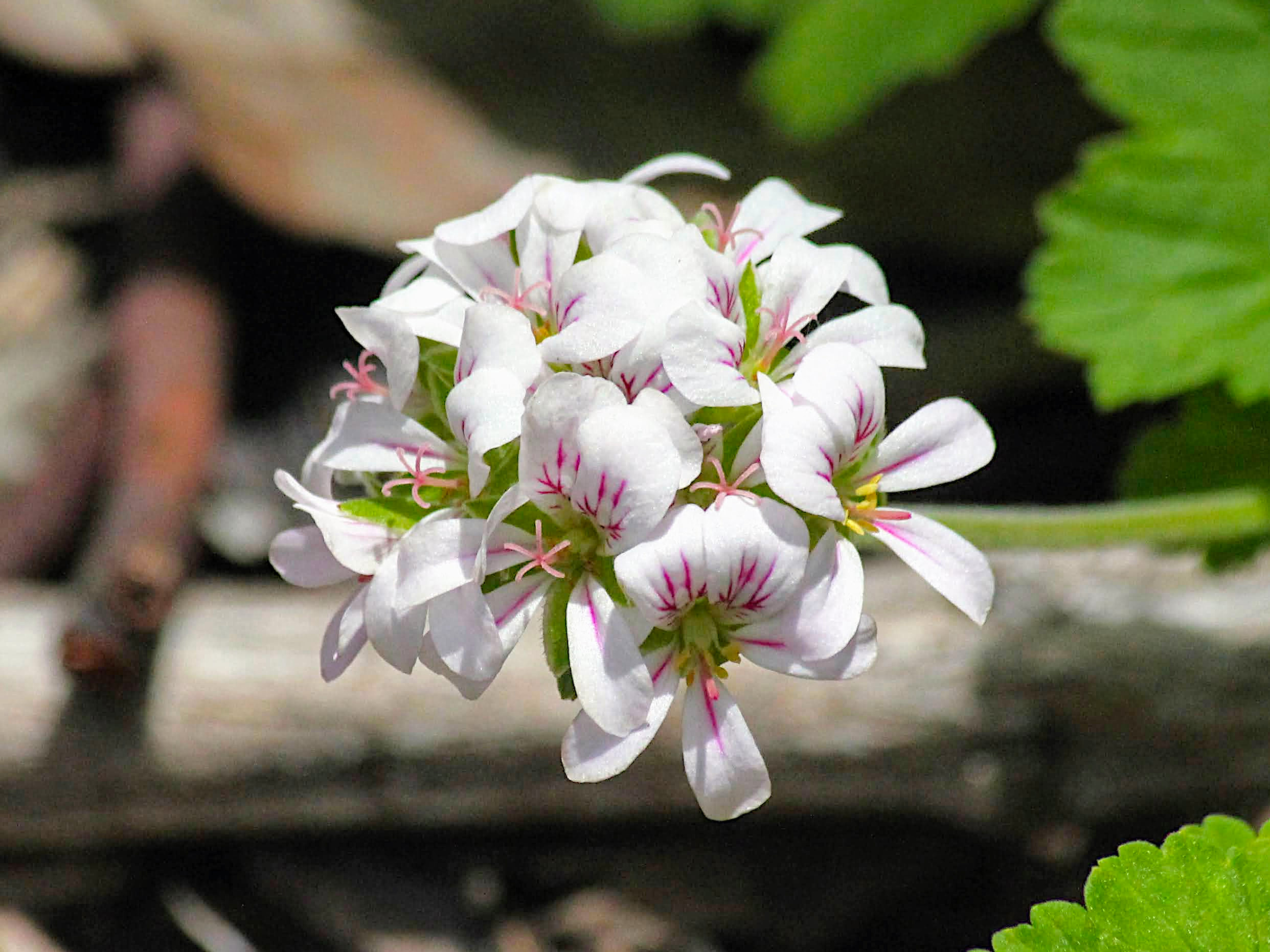 Pelargonium australe