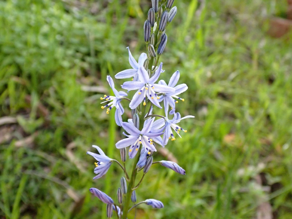 Blue Grass Lily (Caesia calliantha) Flowering