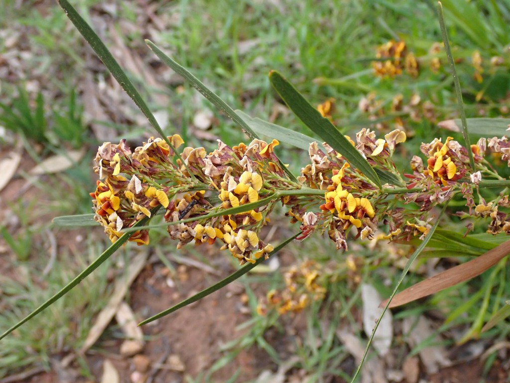 Narrow-leaf Bitter-Pea (Daviesia leptophylla) Flowering