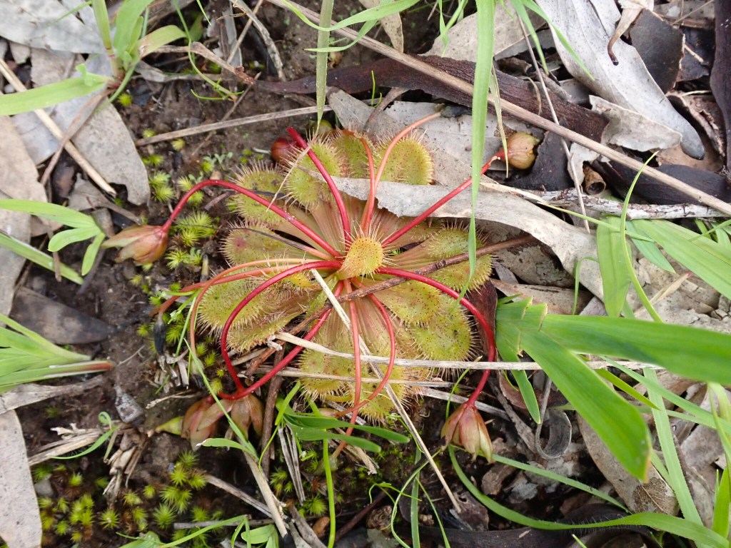 Whittaker's Sundew (Drosersa whittakeri) Fruiting