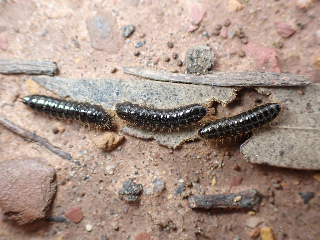 Honeybrown Beetle (Genus Ecnolagria) Larvae