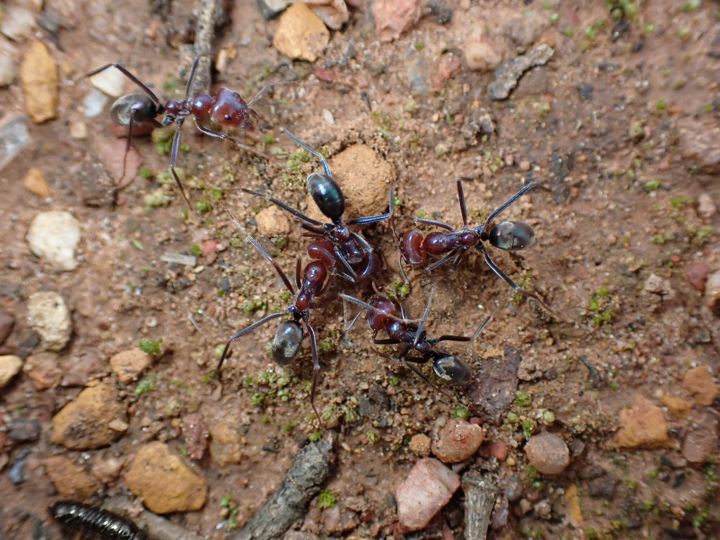Southern Meat Ants (Iridomyrmex purpureus)