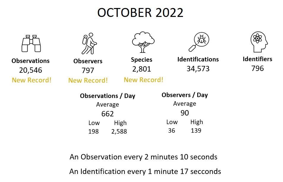 SA iNats Summary (October 2022)