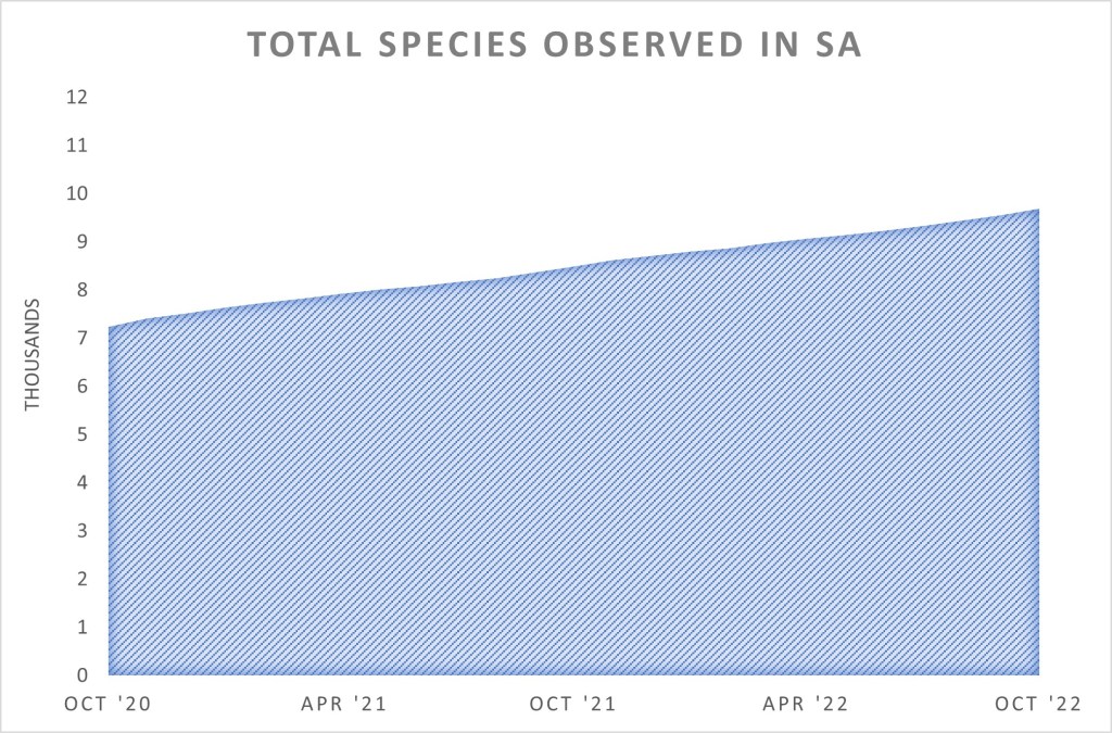 Total Species Observed in SA (October 2022)