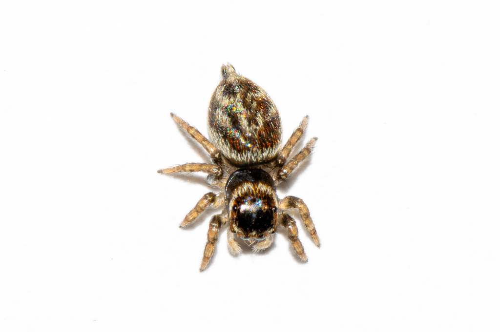 White Banded House Jumper (Maratus griseus)
