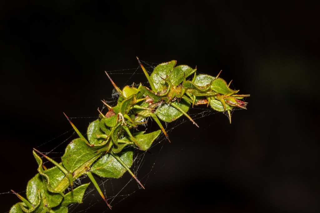Acacia paradoxa (Kangaroo Thorn), Geoffrey Cox (CC-BY)