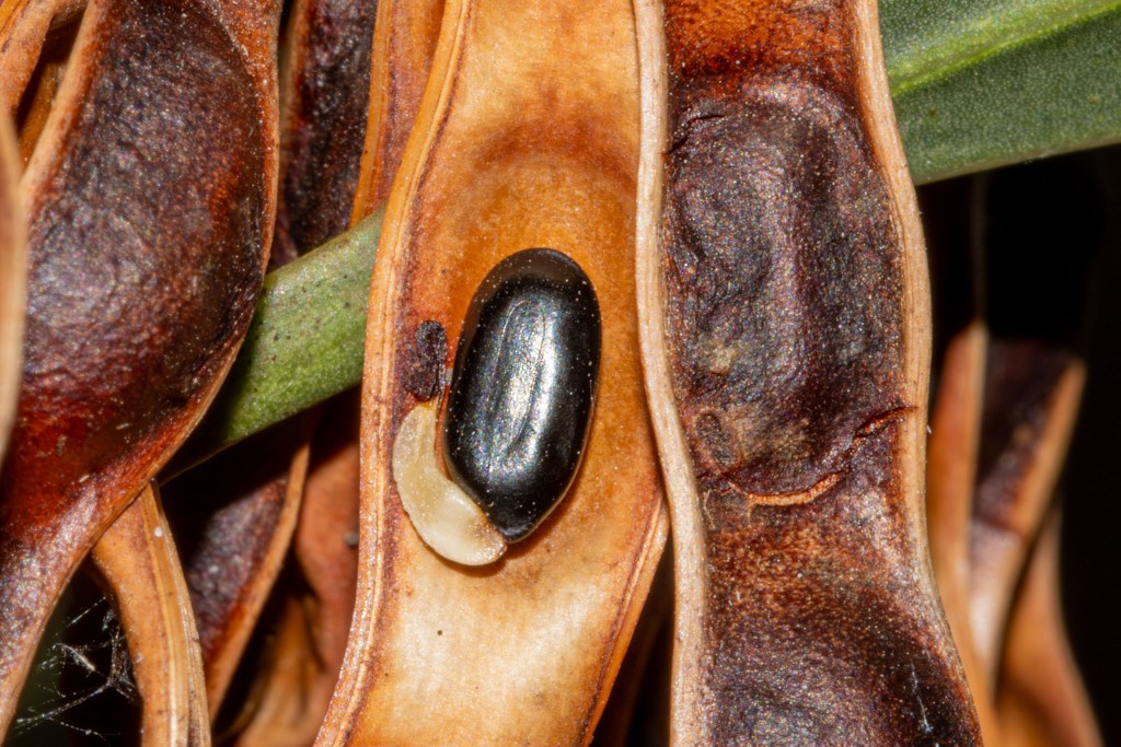 Acacia pycnantha (Golden Wattle), Geoffrey Cox (CC-BY)