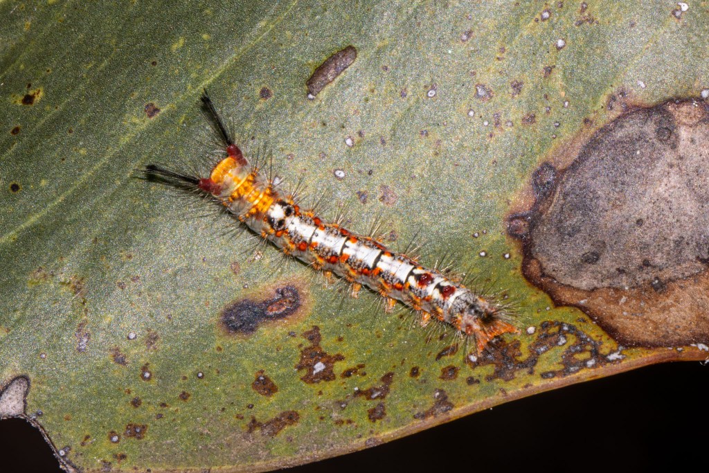 Acyphas semiochrea (Omnivorous Tussock Moth), Geoffrey Cox (CC-BY)