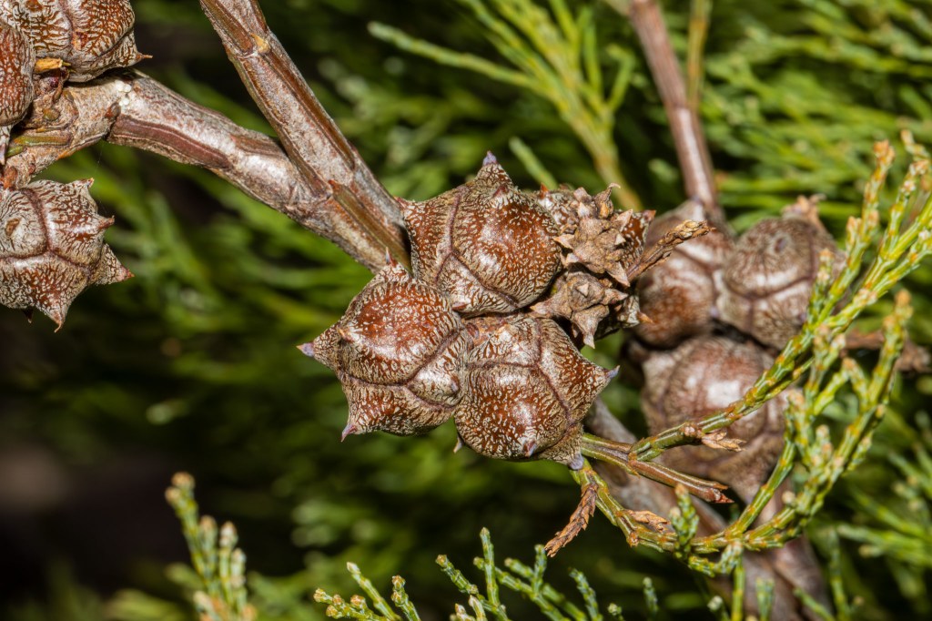 Callitris rhomboidea (Oyster Bay Cypress-Pine) 01, Geoffrey Cox (CC-BY)