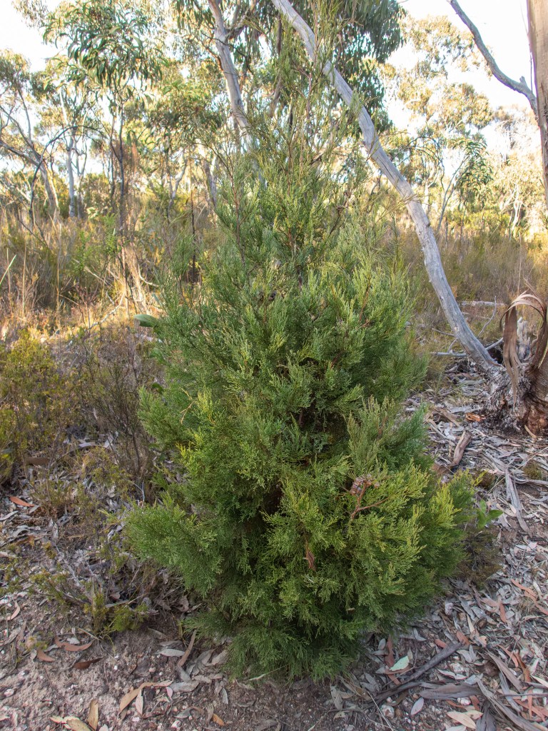 Callitris rhomboidea (Oyster Bay Cypress-Pine) 02, Geoffrey Cox (CC-BY)