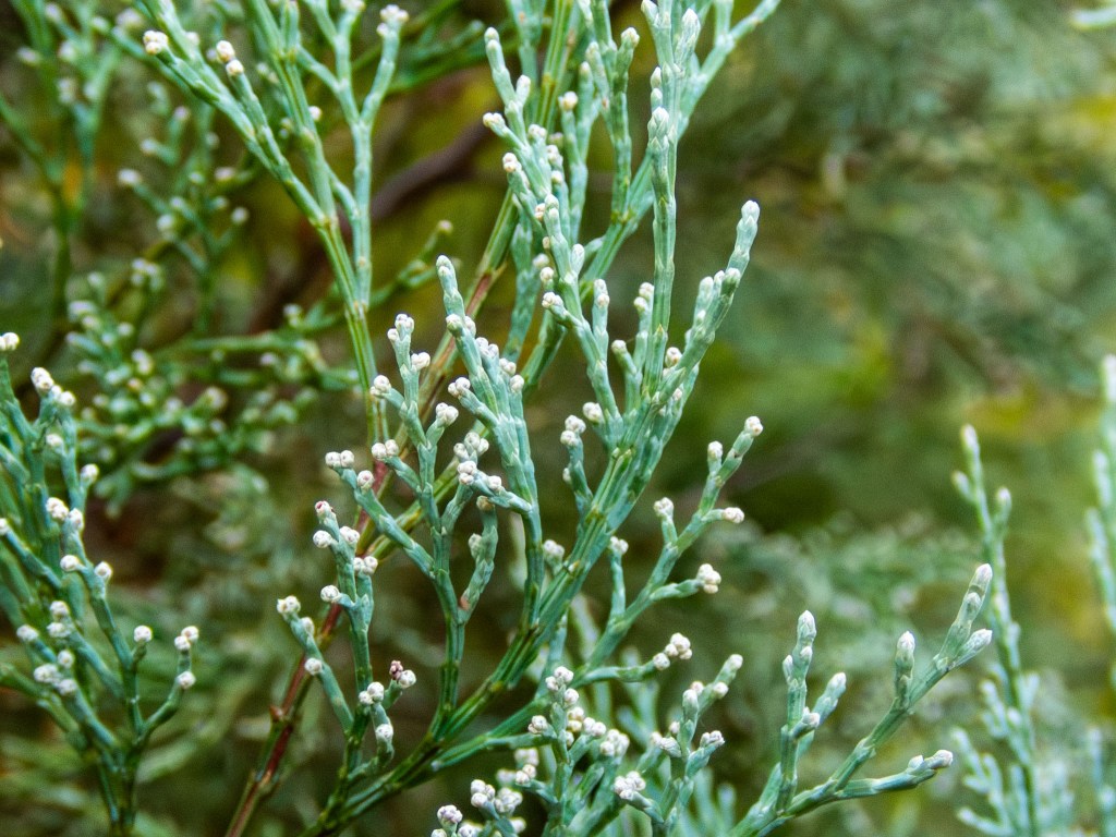 Callitris rhomboidea (Oyster Bay Cypress-Pine) 03, Geoffrey Cox (CC-BY)