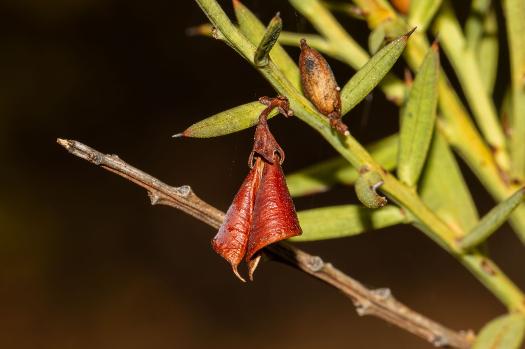 Daviesia ulicifolia (Gorse Bitter Pea), Geoffrey Cox (CC-BY)