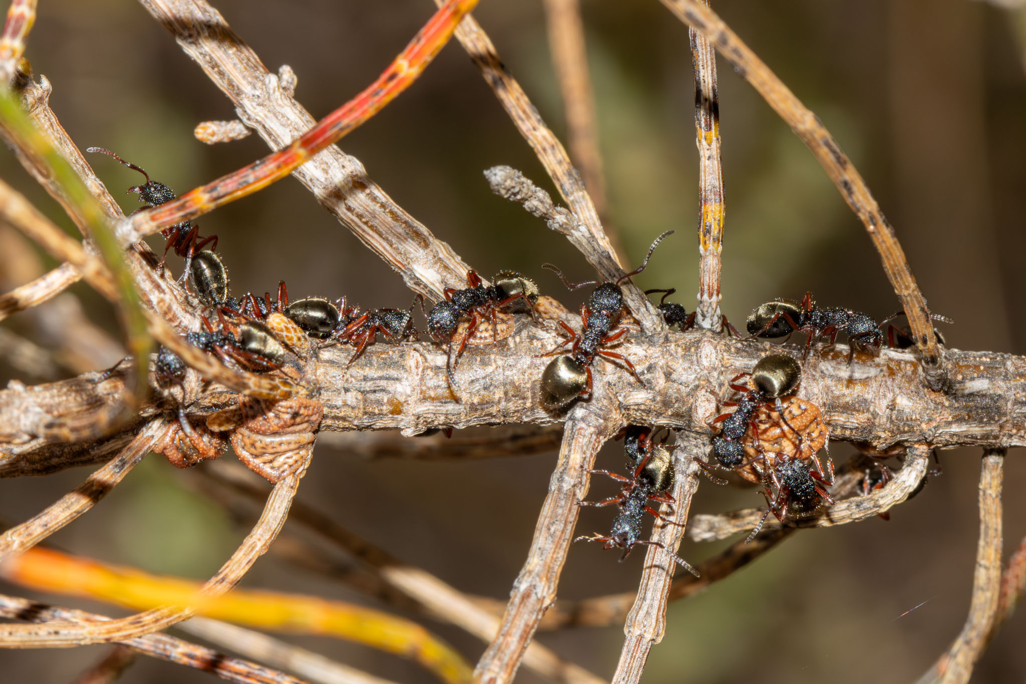 Dolichoderus scabridus, Geoffrey Cox (CC-BY)