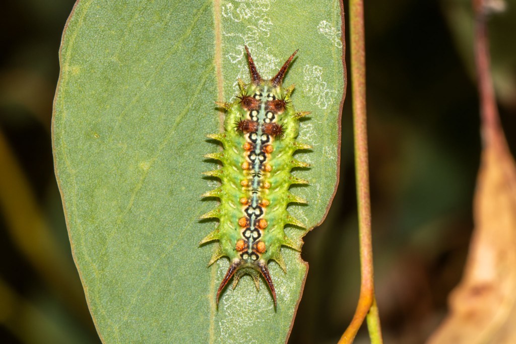 Doratifera quadriguttata (Four-spotted Cup Moth) 01, Geoffrey Cox (CC-BY)