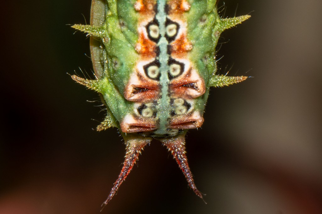 Doratifera quadriguttata (Four-spotted Cup Moth) 02, Geoffrey Cox (CC-BY)