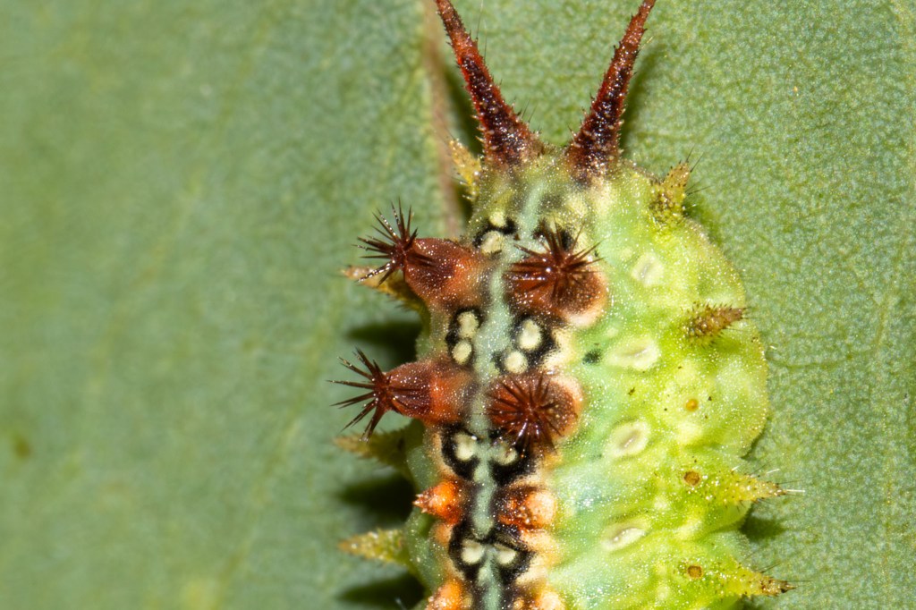 Doratifera quadriguttata (Four-spotted Cup Moth) 03, Geoffrey Cox (CC-BY)