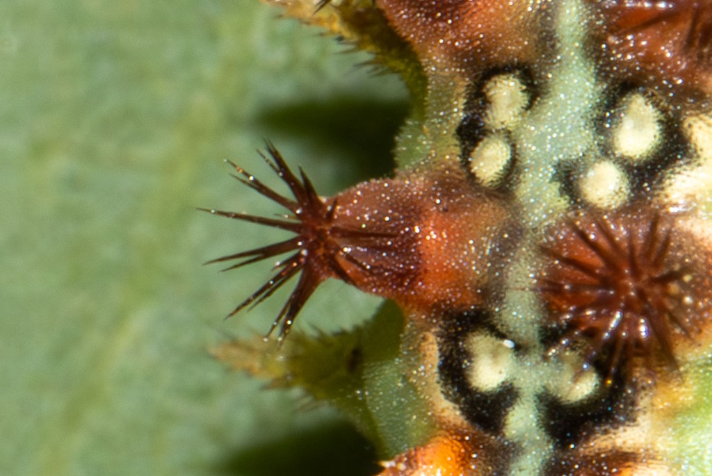 Doratifera quadriguttata (Four-spotted Cup Moth) 04, Geoffrey Cox (CC-BY)