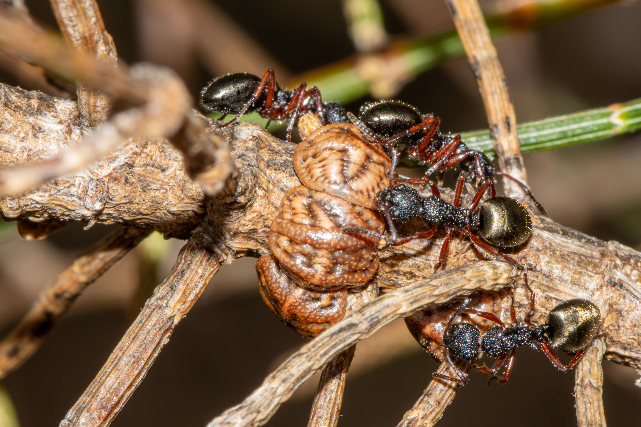Family Monophlebidae (Giant Scale Insects) 01, Geoffrey Cox (CC-BY)
