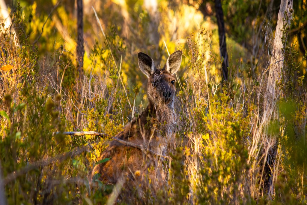 Macropus fuliginosus (Western Grey Kangaroo), Geoffrey Cox (CC-BY)