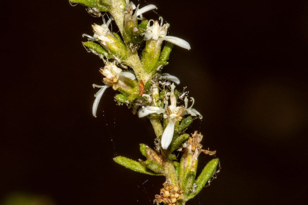 Olearia ramulosa (Twiggy Daisy-Bush), Geoffrey Cox (CC-BY)