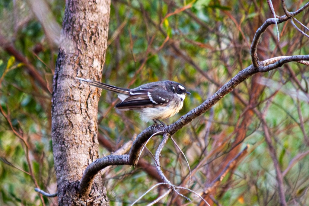 Rhipidura albiscapa (Grey Fantail), Geoffrey Cox (CC-BY)