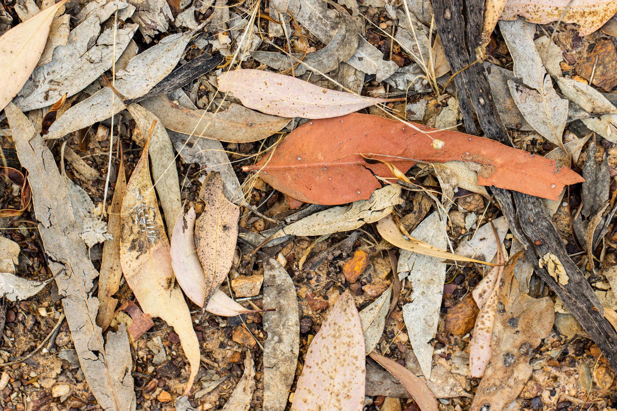 Surface 01, Geoffrey Cox (CC-BY)