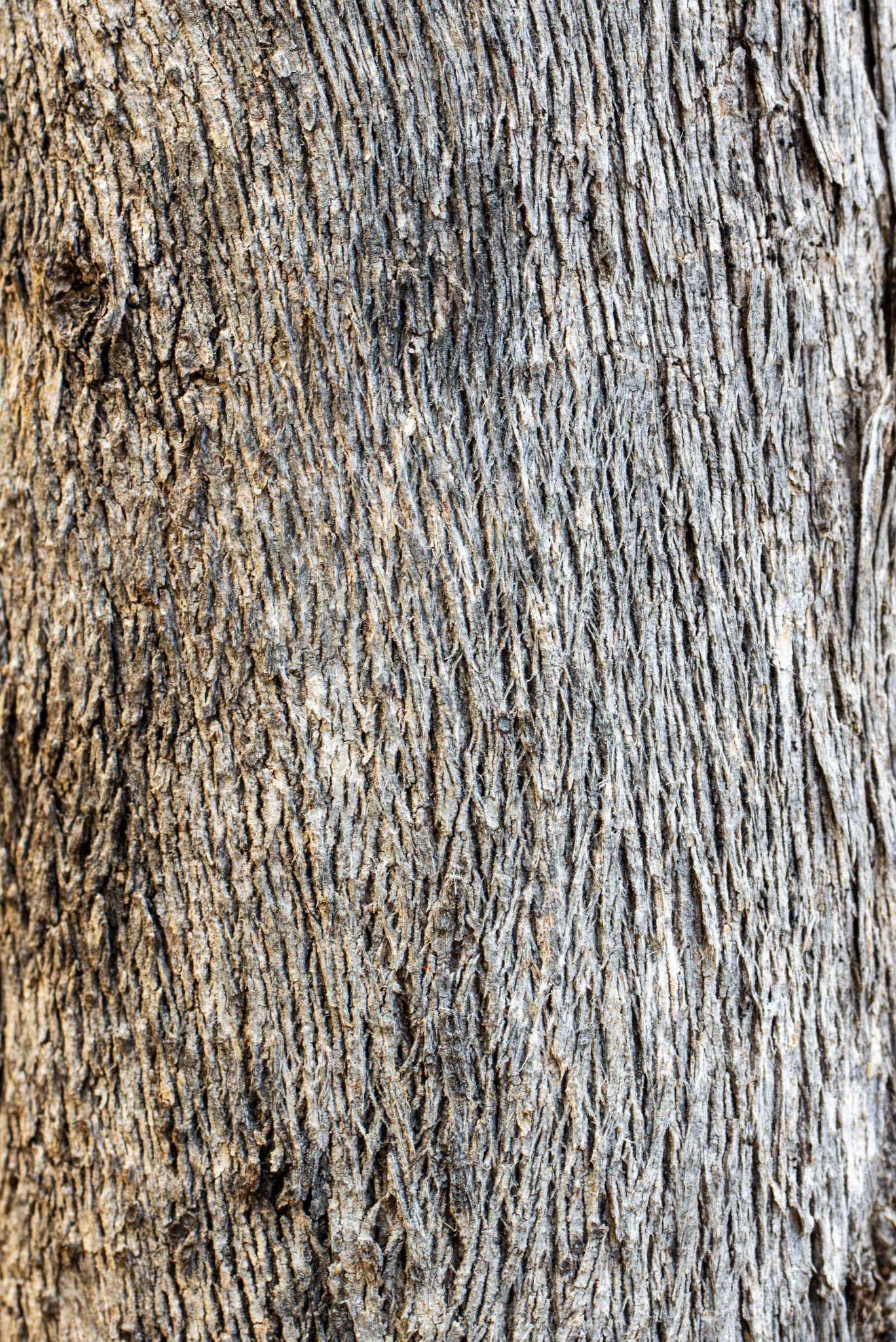 Trunk 01, Geoffrey Cox (CC-BY)