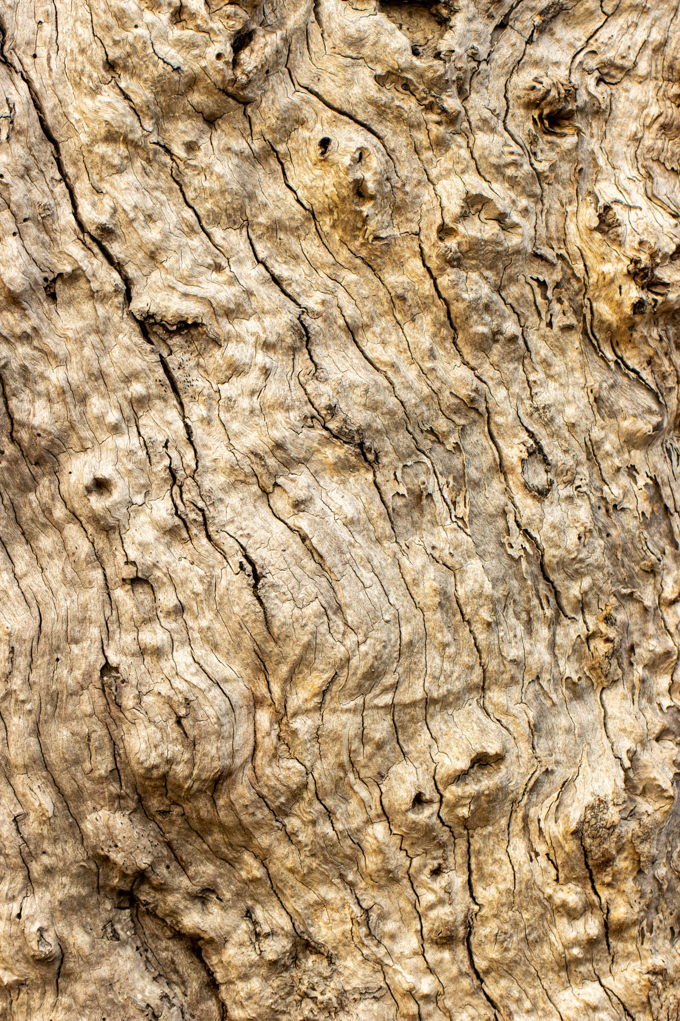 Trunk 02, Geoffrey Cox (CC-BY)