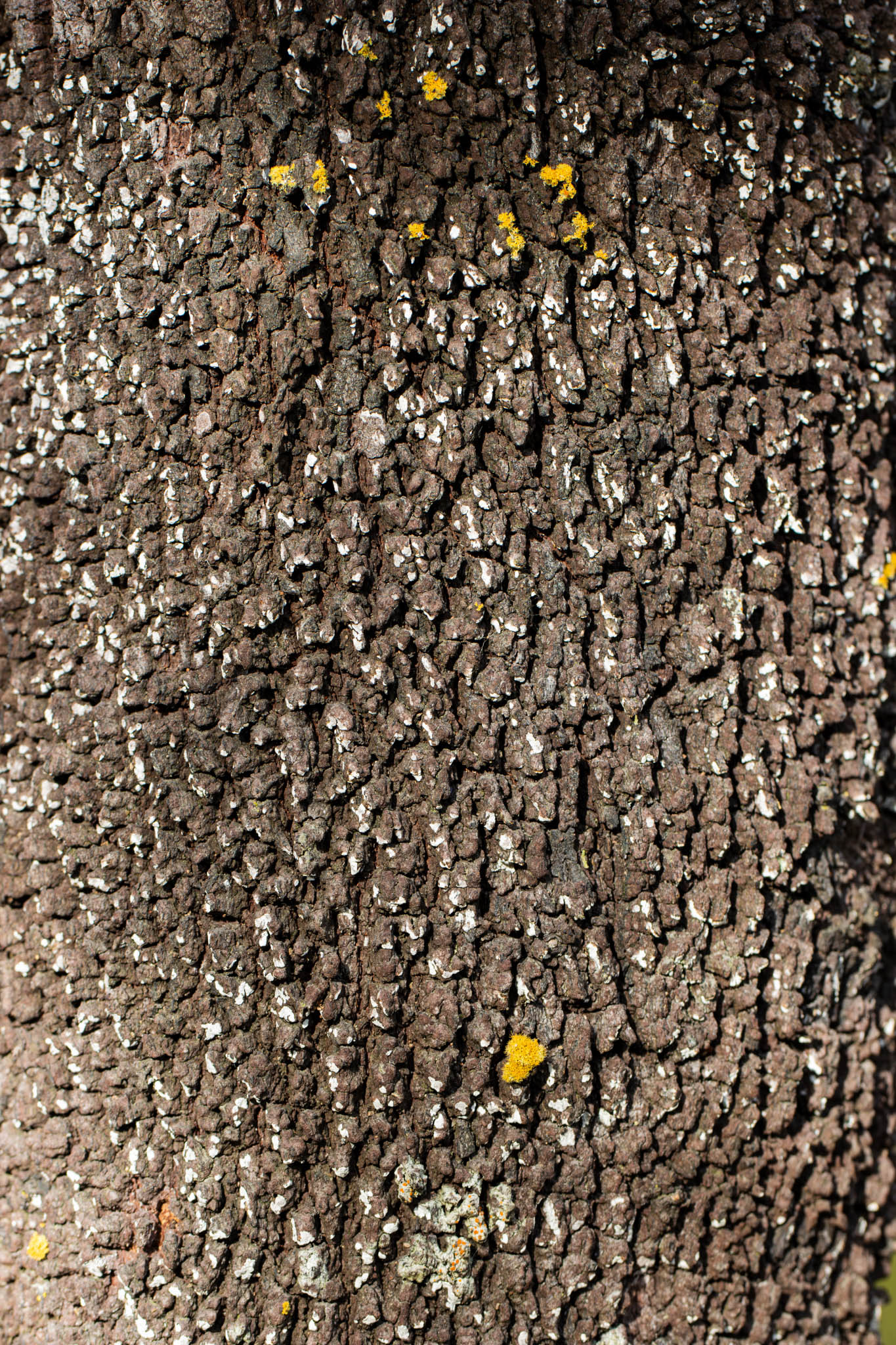 Trunk 03, Geoffrey Cox (CC-BY)