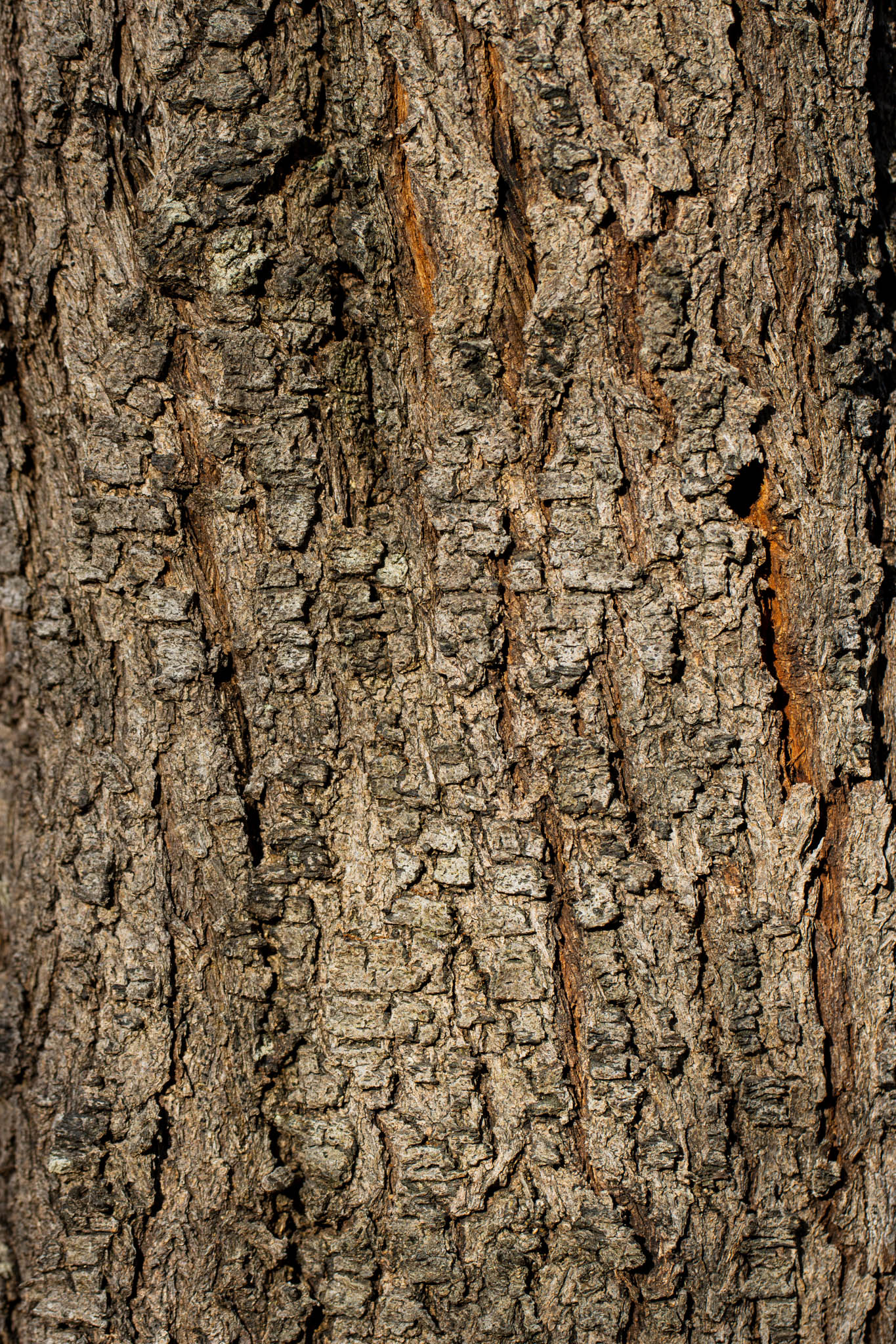 Trunk 04, Geoffrey Cox (CC-BY)