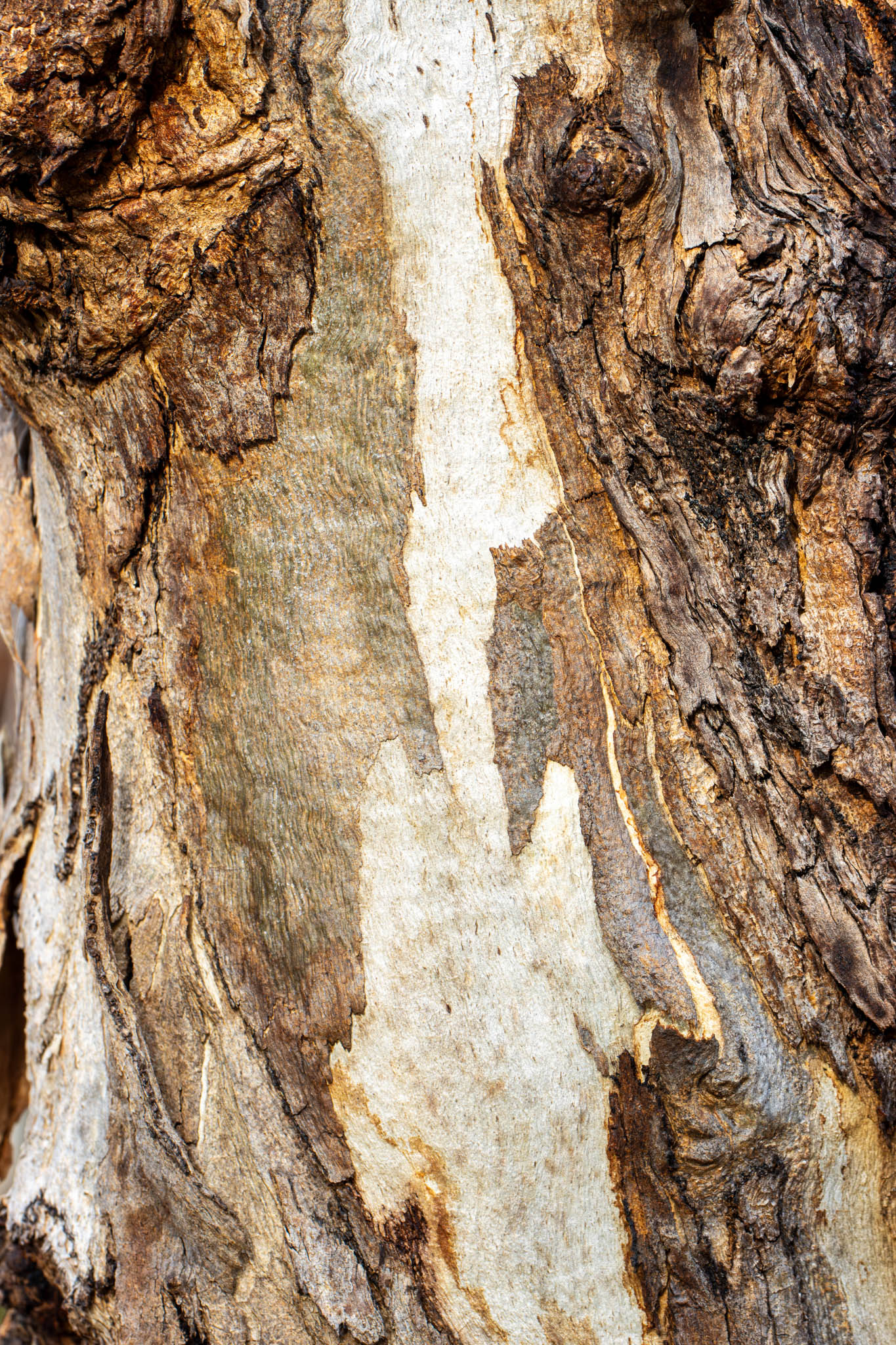 Trunk 05, Geoffrey Cox (CC-BY)