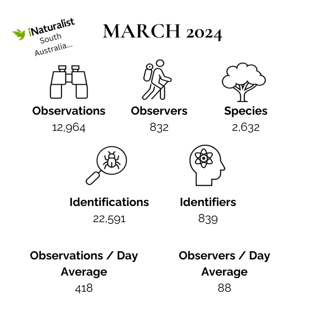 iNaturalist South Australia March 2024 Summary (White)