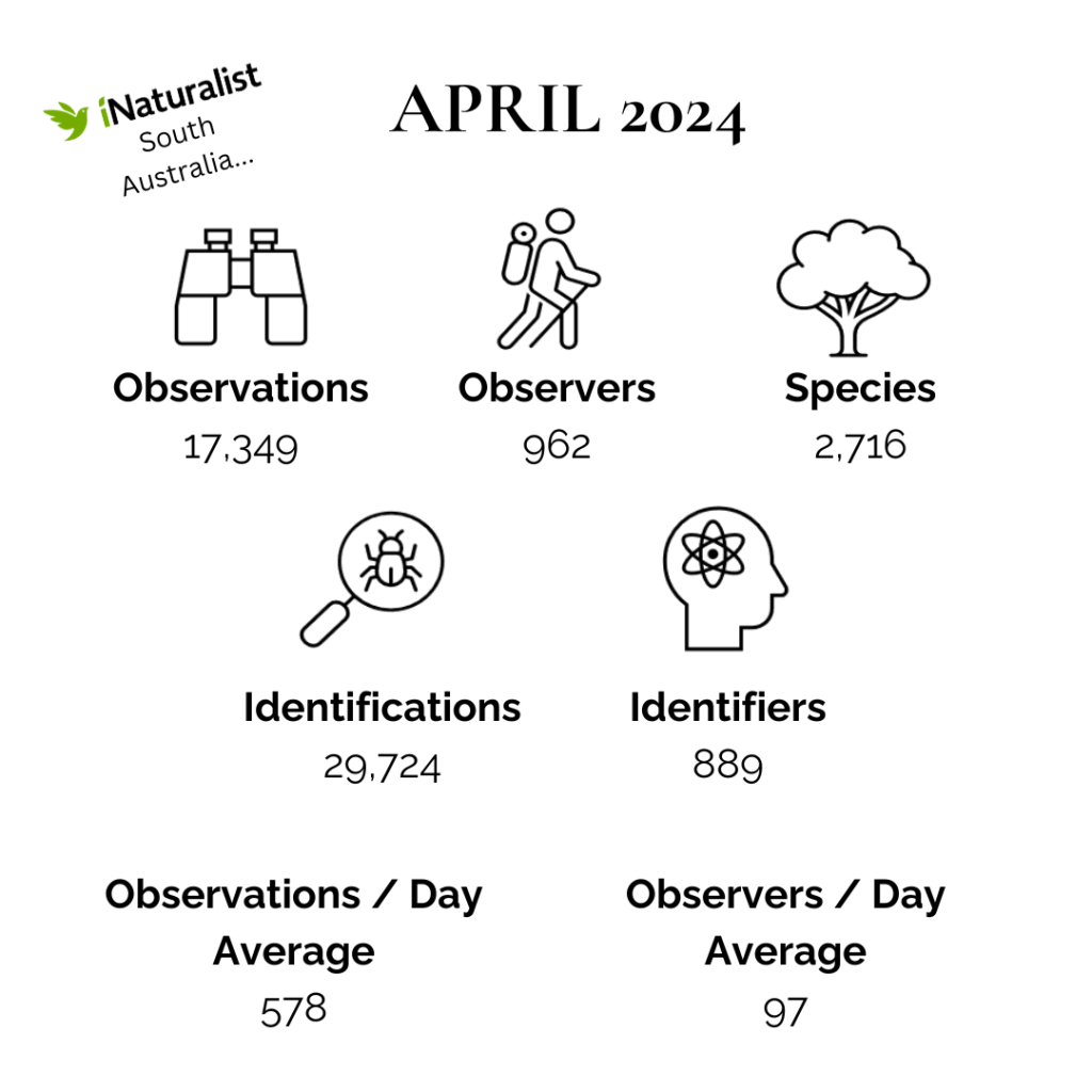 iNaturalist South Australia April 2024 Summary (White)