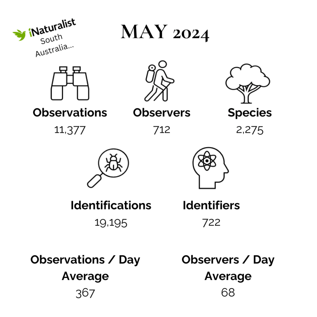 iNaturalist South Australia May 2024 Summary (White)
