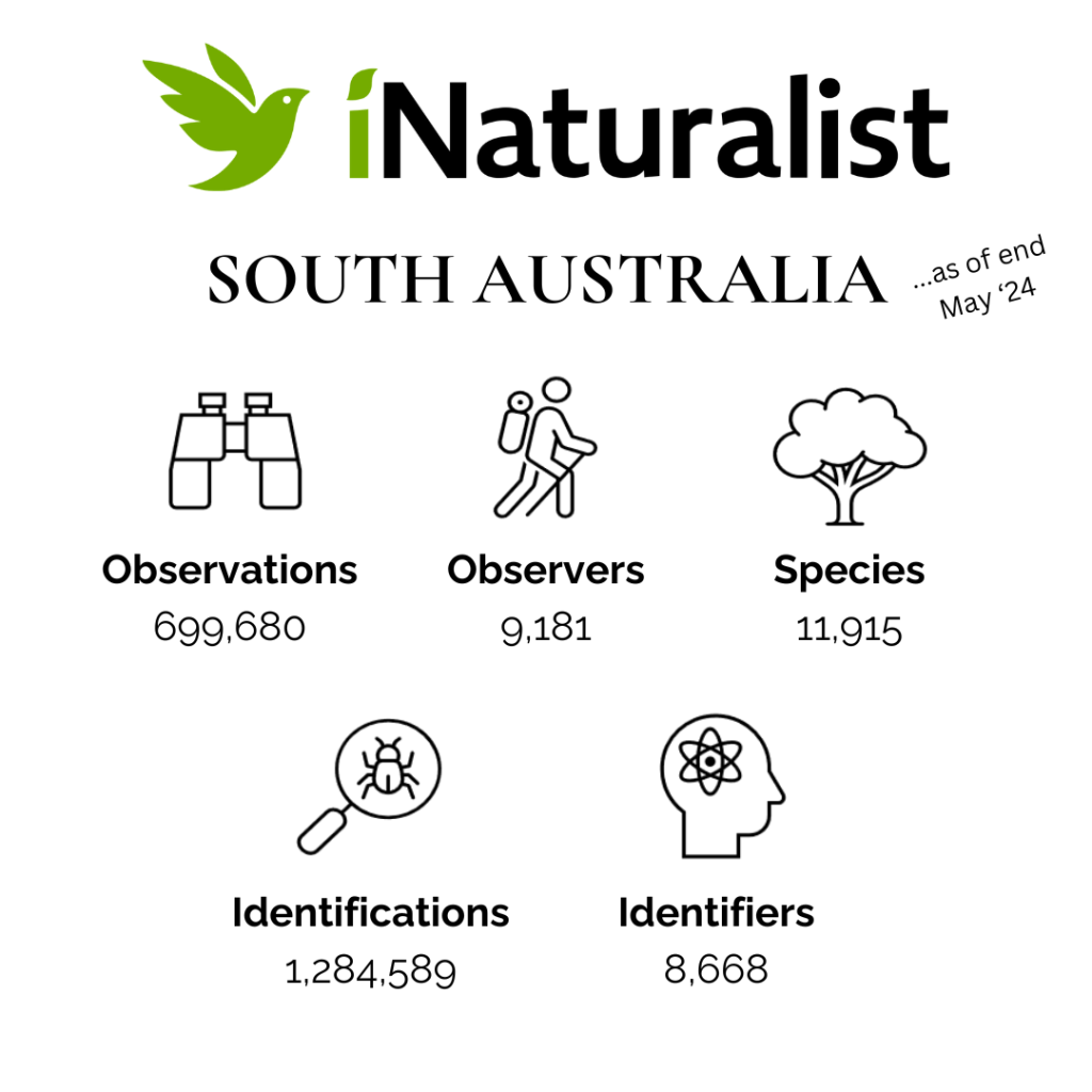 iNaturalist South Australia Summary End of May 2024 (White)