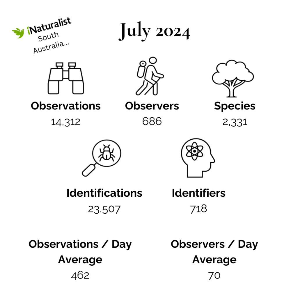iNaturalist South Australia July 2024 Summary (White)