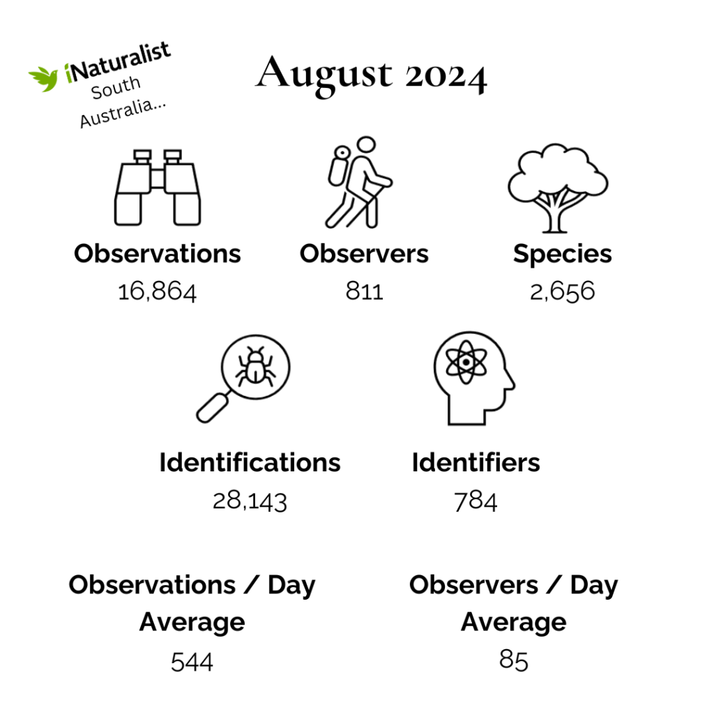 iNaturalist South Australia August 2024 Summary (White)