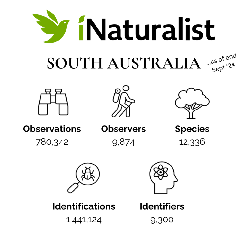 iNaturalist South Australia Summary End of Sept 2024 (White)